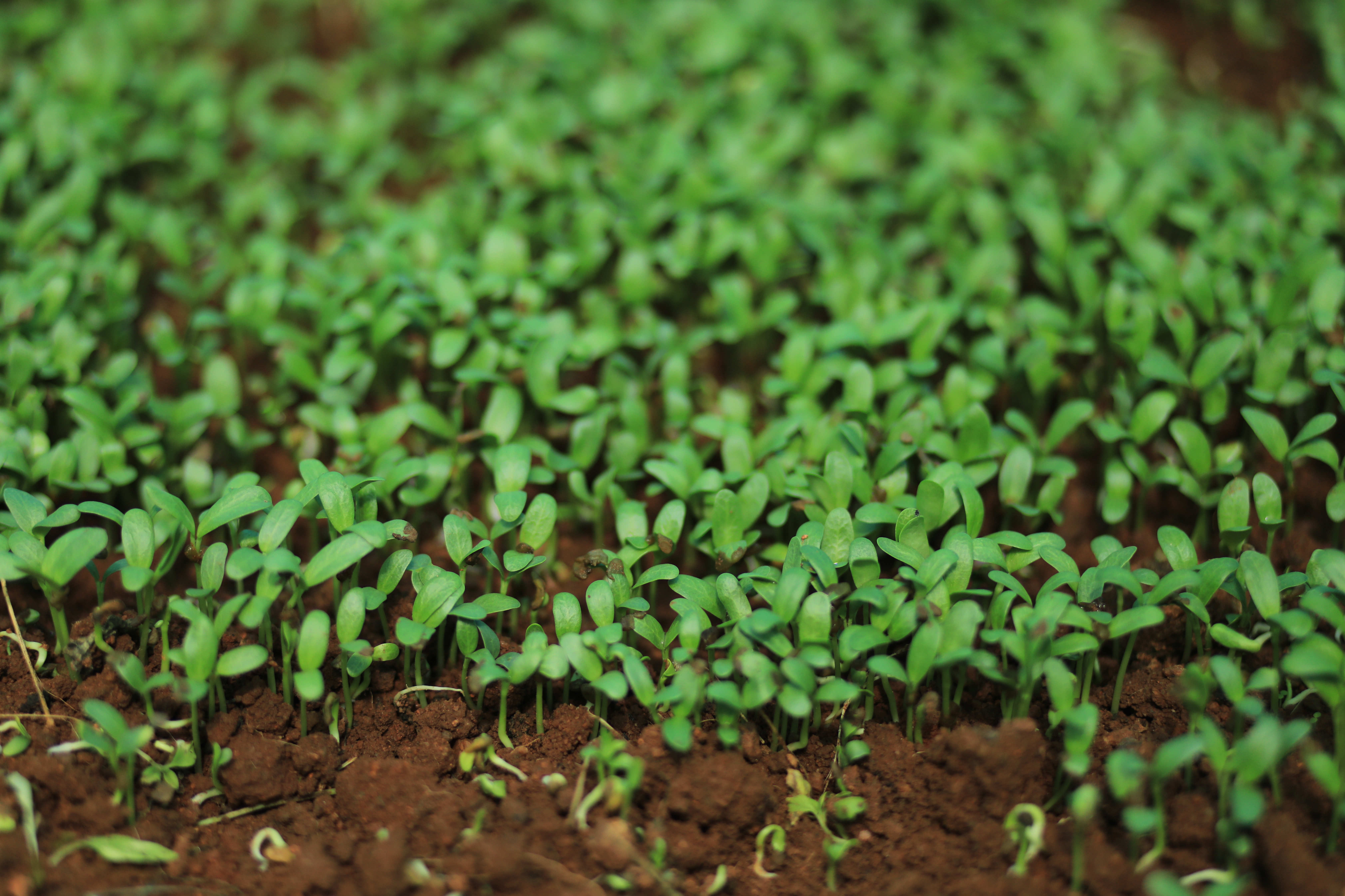 Soil testing and analysis