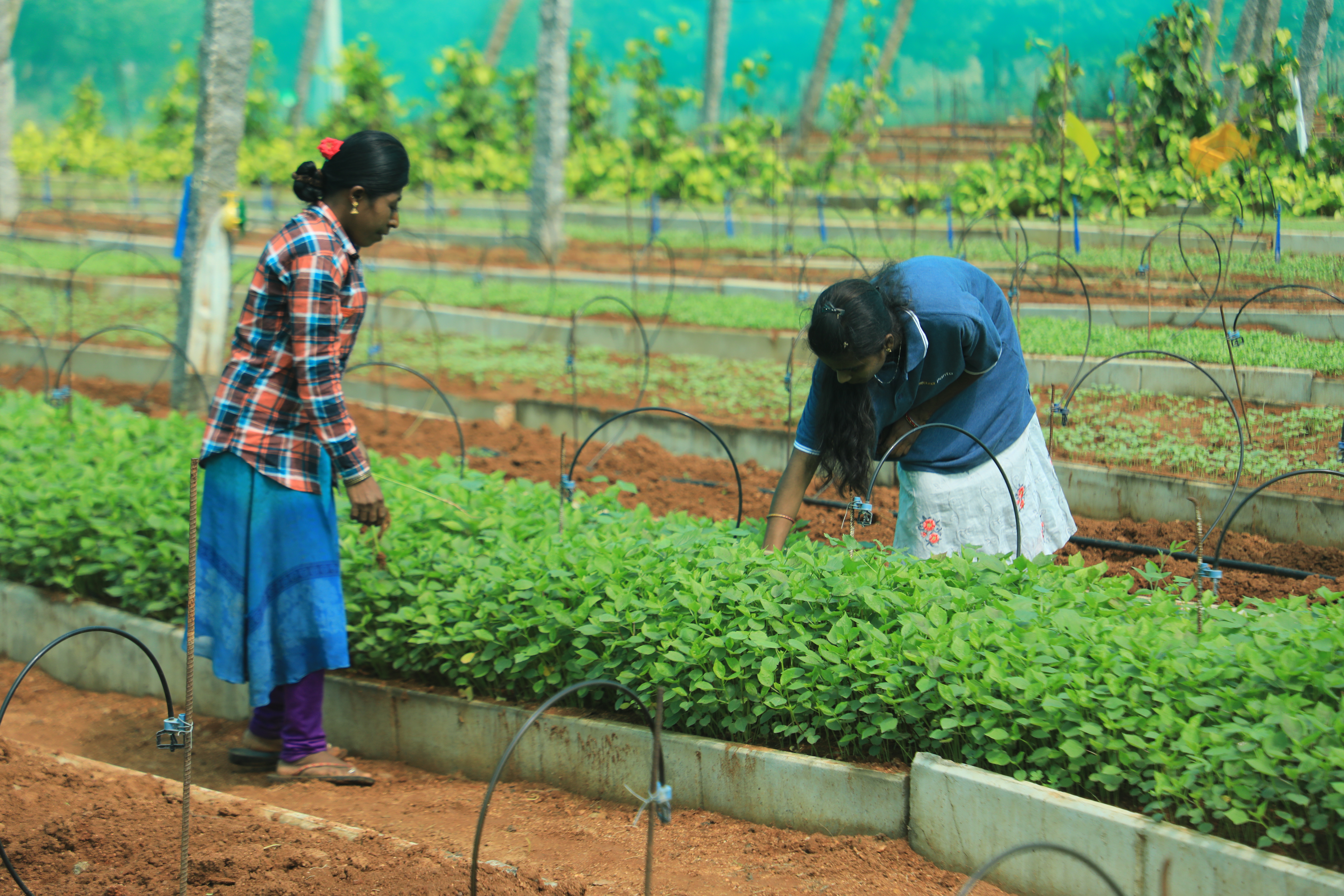 Monsoon Orchard