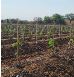 Fertigation